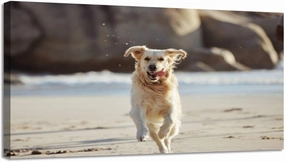 Canvas 30x60 Wall Art for Bedroom Energy running dog beach freedom playing sand along curious fun nature Framed Art Prints Wall Decor for Living Room Ready to Hang Western Home Decor Bathroom Office