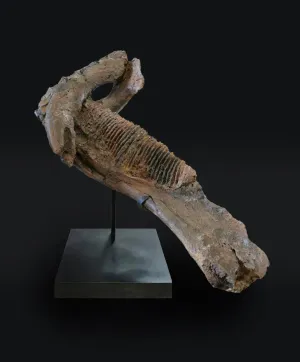 EDMONTOSAURUS JAW