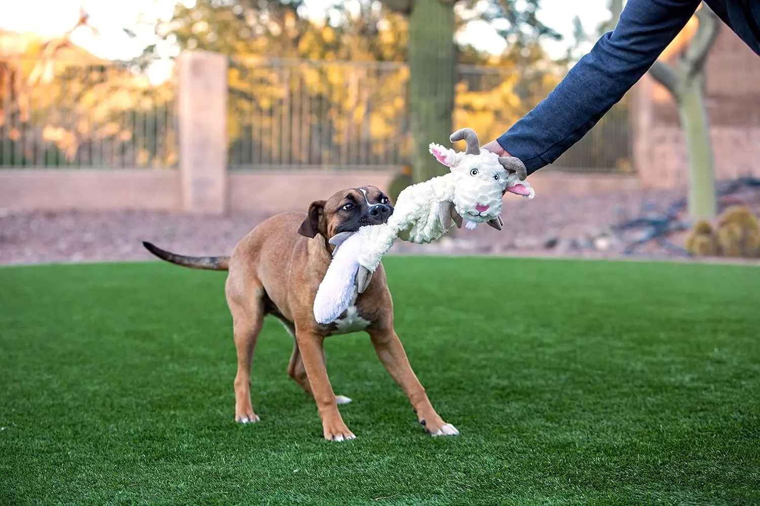 Jolly Pets Fat Tail Small Kangaroo