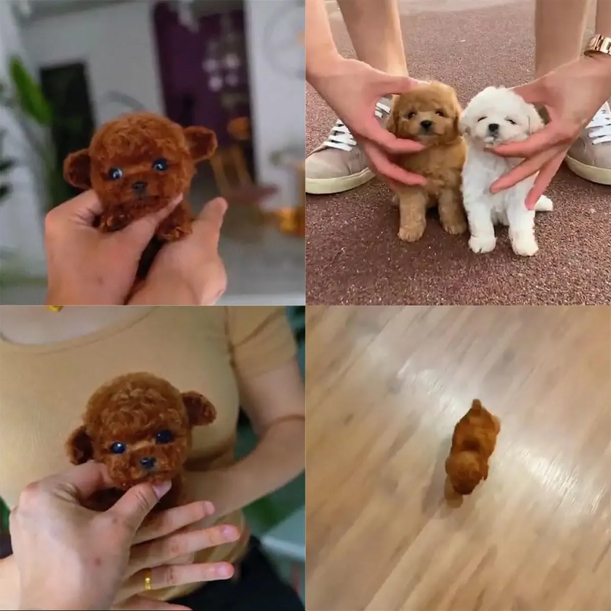 New Robot Dog,Robot Puppy That Acts Like a Real Puppy,My Realistic Robotic Puppies,Interactive Robotic Pet That Sits,Barks,Walks & Runs Like a Real Dog (C)