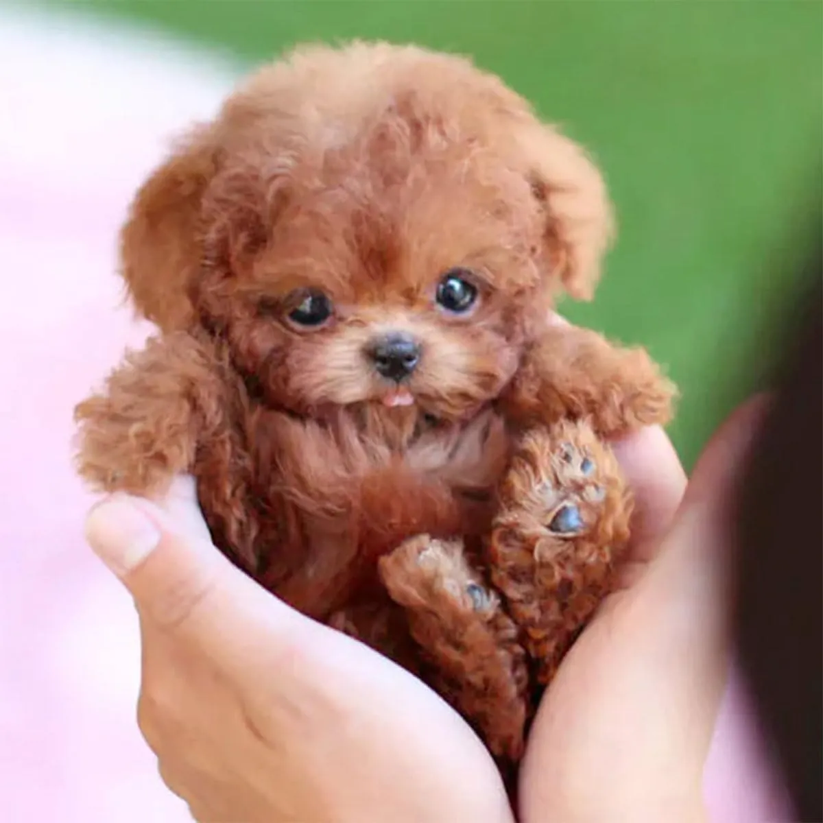 New Robot Dog,Robot Puppy That Acts Like a Real Puppy,My Realistic Robotic Puppies,Interactive Robotic Pet That Sits,Barks,Walks & Runs Like a Real Dog (C)
