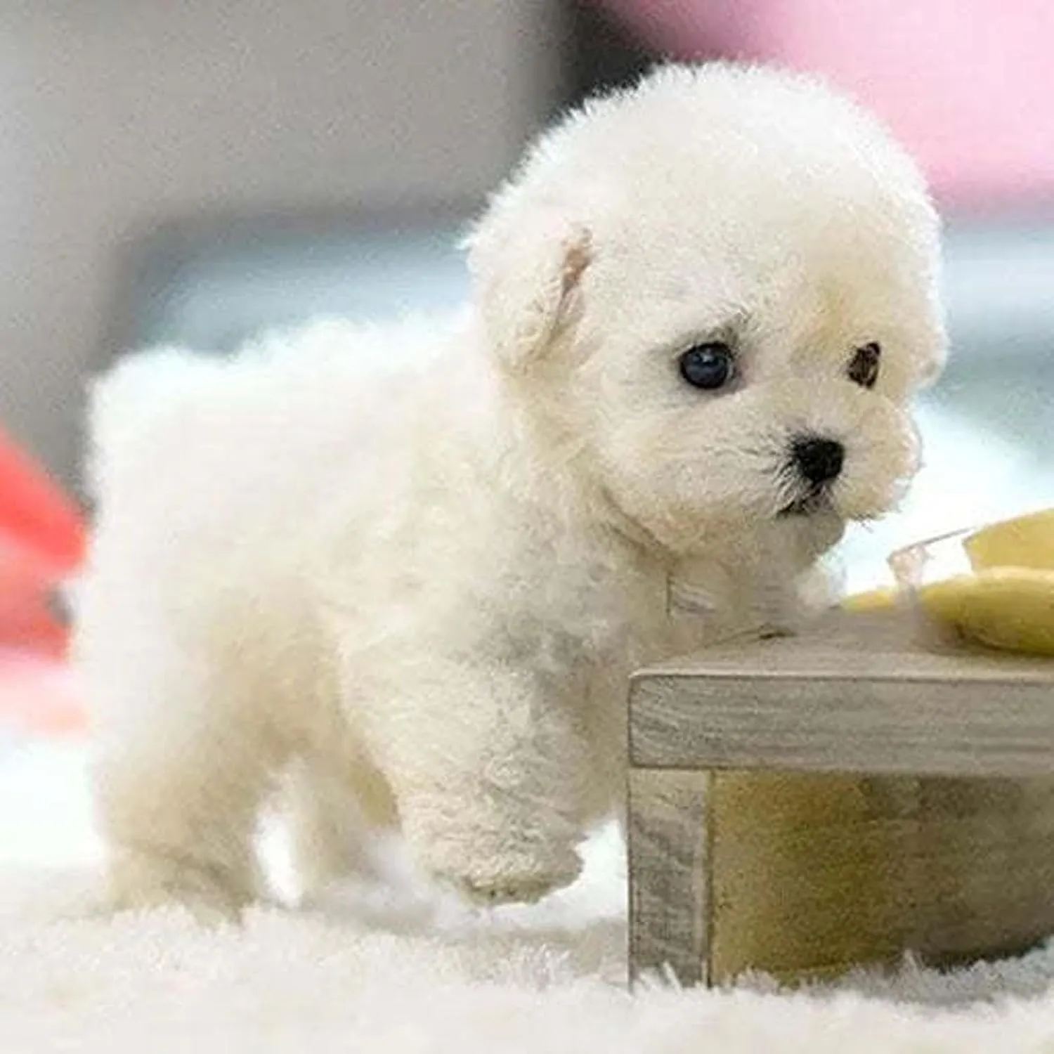 Robot Puppy That Acts Like a Real, Realistic Robot Puppy, Interactive Plush Dogrobot for Adults, Ai Robots Dogs for Walking, Barking, Tail Wagging