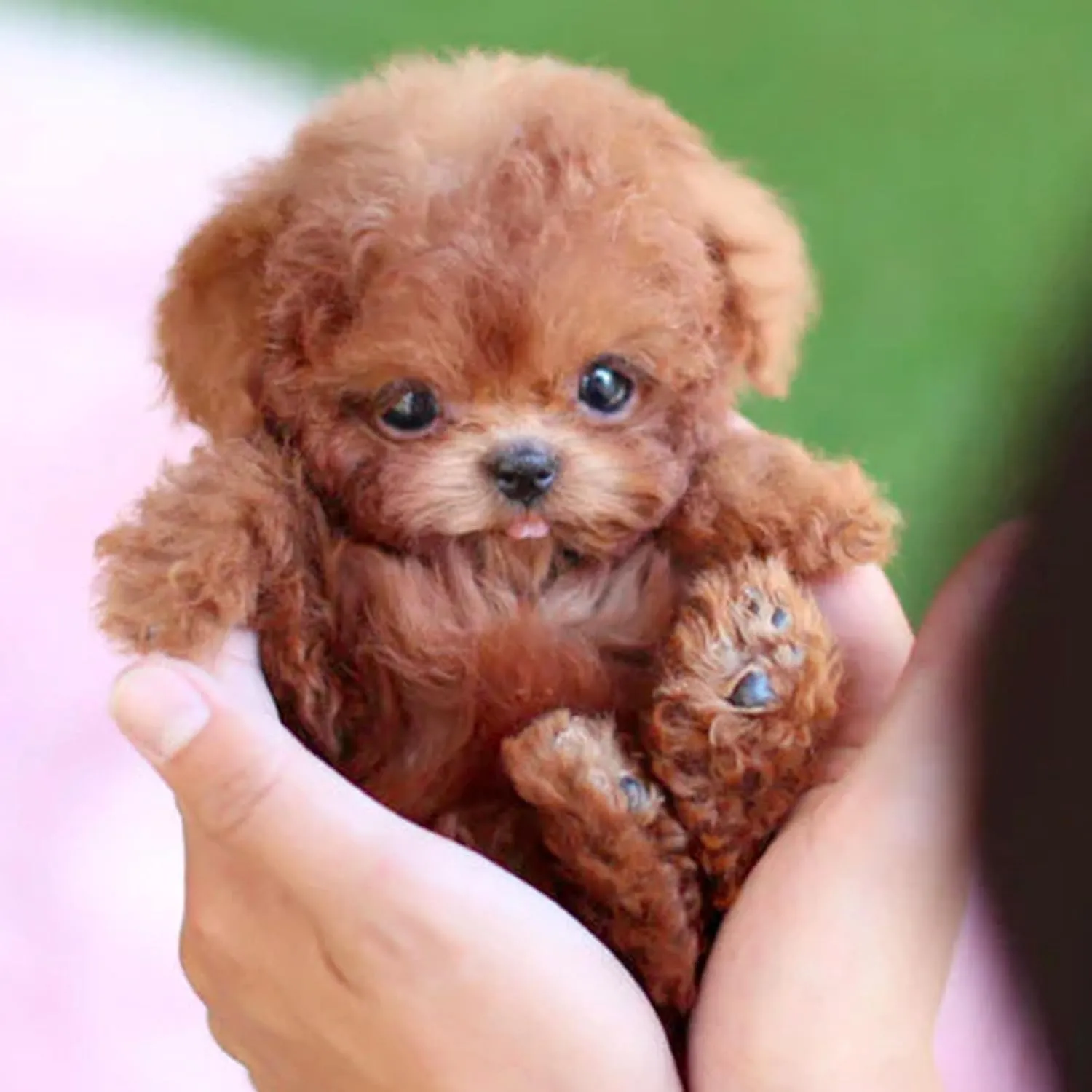 Robot Puppy That Acts Like a Real, Realistic Robot Puppy, Interactive Plush Dogrobot for Adults, Ai Robots Dogs for Walking, Barking, Tail Wagging