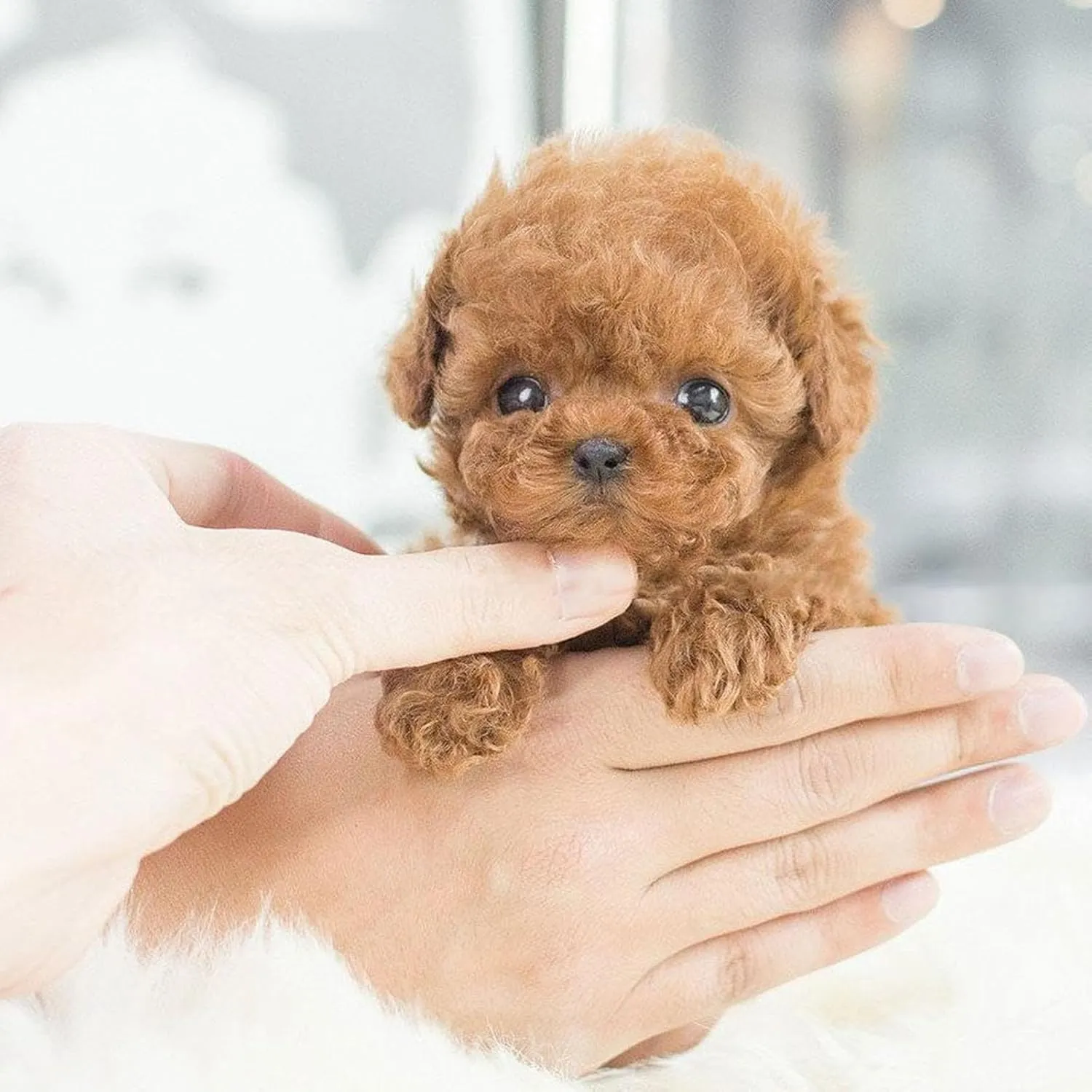 Robot Puppy That Acts Like a Real, Realistic Robot Puppy, Interactive Plush Dogrobot for Adults, Ai Robots Dogs for Walking, Barking, Tail Wagging
